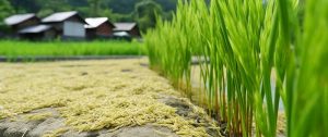 N---(n-Butyl)-Thiophoric-Triamide---Wheat-Planting