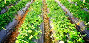 Supporting-Green-Agriculture-Dazomet-Becomes-the-Preferred-Disinfection-Agent-for-Modern-Planting
