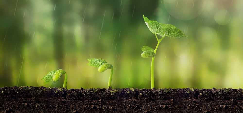 Application-Methods-and-Techniques-of-Dazomet-Soil-Fumigant