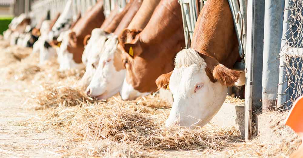 What-Are-the-Uses-of-Potassium-Diformate-(CAS-20642-05-1)-in-Animal-Feed